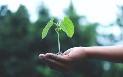 Ecologi // For Every Order Placed, We Will Plant a Tree.