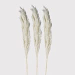 Lavender Pack of 3 Small White Pampas Norfolking Around