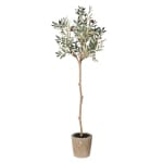 Light Gray Natural Olive Tree Superb in Garden Pot Norfolking Around